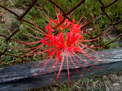 [Poking through a chain-link fence is a flower which appears to have many red blooms in a sphere facing outward from the center. The stamen from each bloom are at least three inches long. This bloom is above the bottom wooden rail, so it is free to be spherical through the openings in the fence. ]